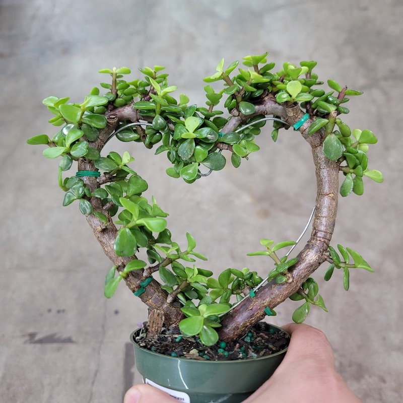 Portulacaria afra – Heart Topiary – 4
