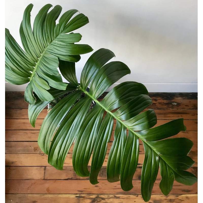 Rhaphidophora decursiva – 2|CL4D