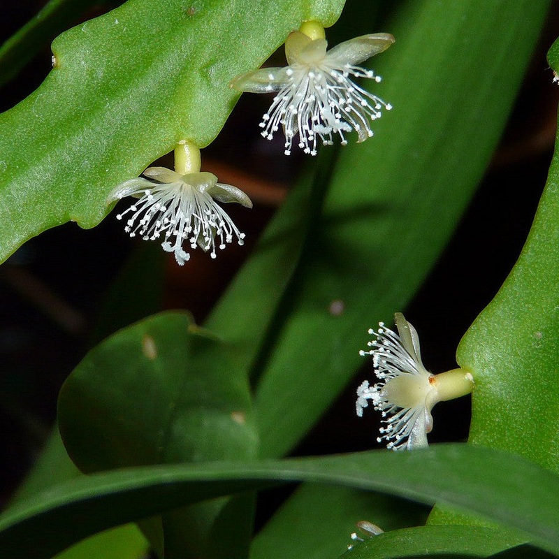 Rhipsalis oblonga – 6 HB|R4A|R4A