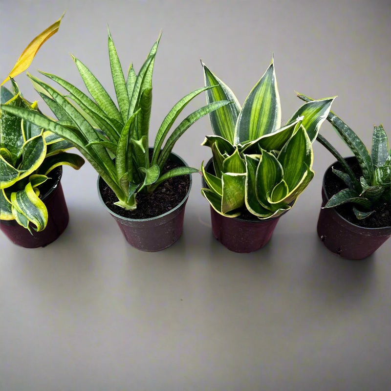 Sansevieria assorted –  Asiatic Hybrids 4