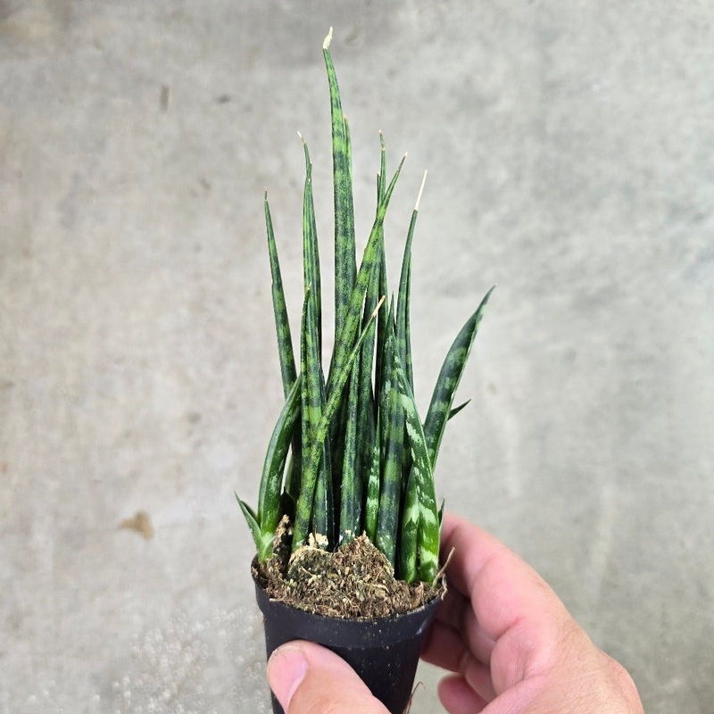 Sansevieria bacularis ‘Mikado’ – 2 (multi)