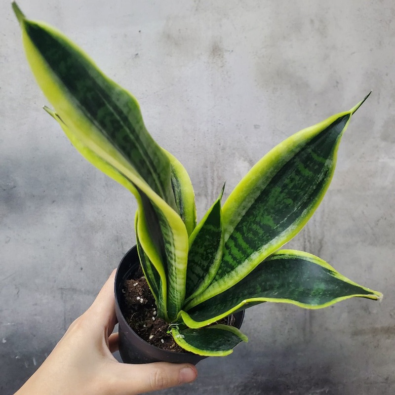 Sansevieria ‘Futura Superba’ – 4