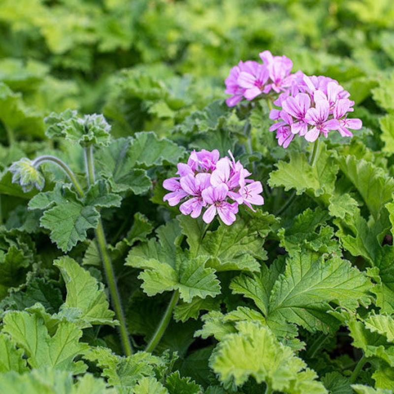 Scented Geraniums – Assorted 3.5