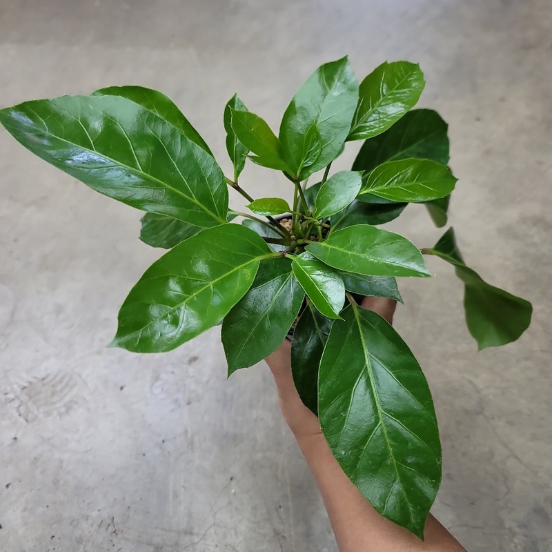 Schefflera alpina – 12|FLOOR|FLOOR