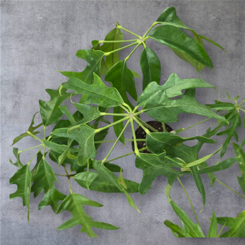 Schefflera nova – 10