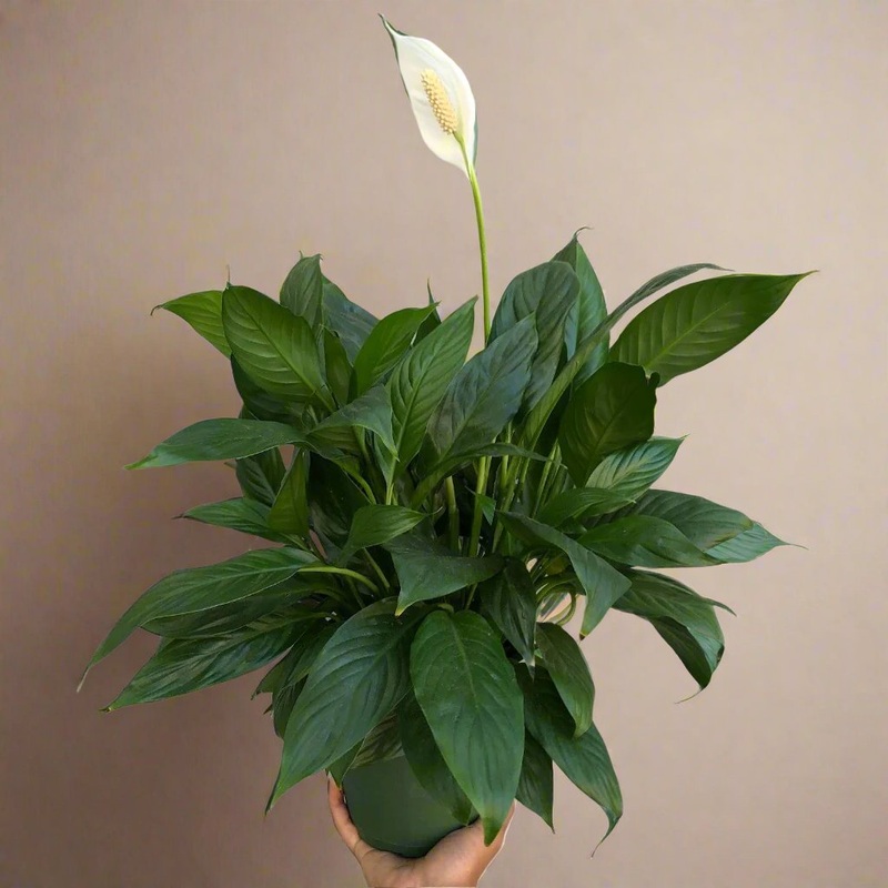 Spathiphyllum  – 12|FLOOR|FLOOR
