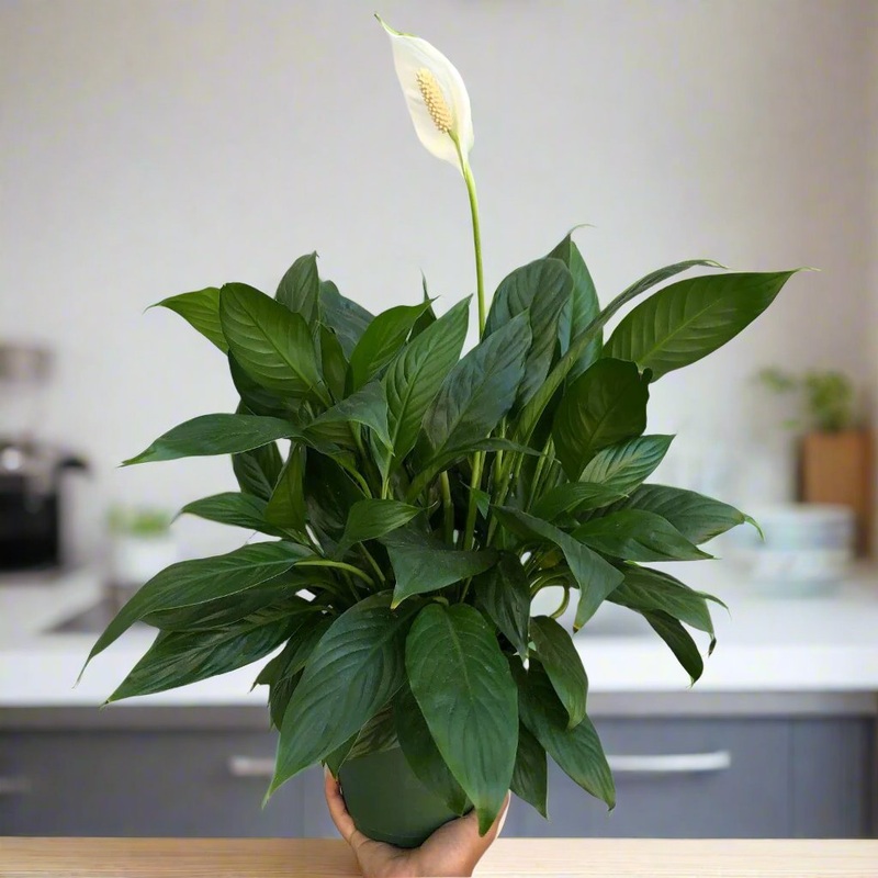 Spathiphyllum assorted – 6|BR|BR