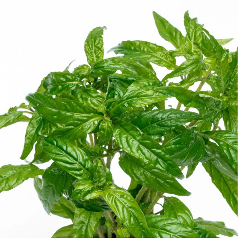 Staurogyne poto velho ‘Manaus’ – TC