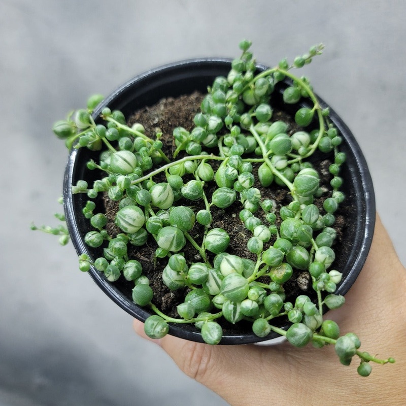 String of pearls variegated – 4