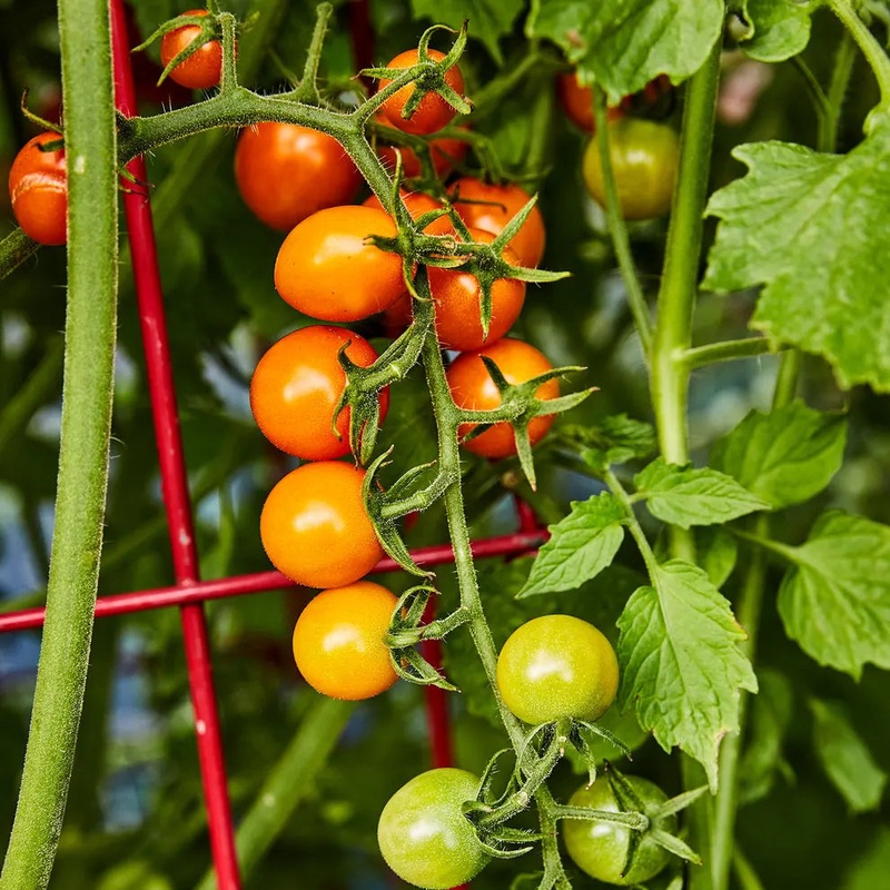 Sun Gold Tomato – 5|OS|OS