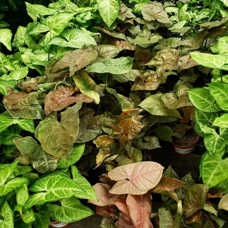 Syngonium assorted – 4|OUTSIDE