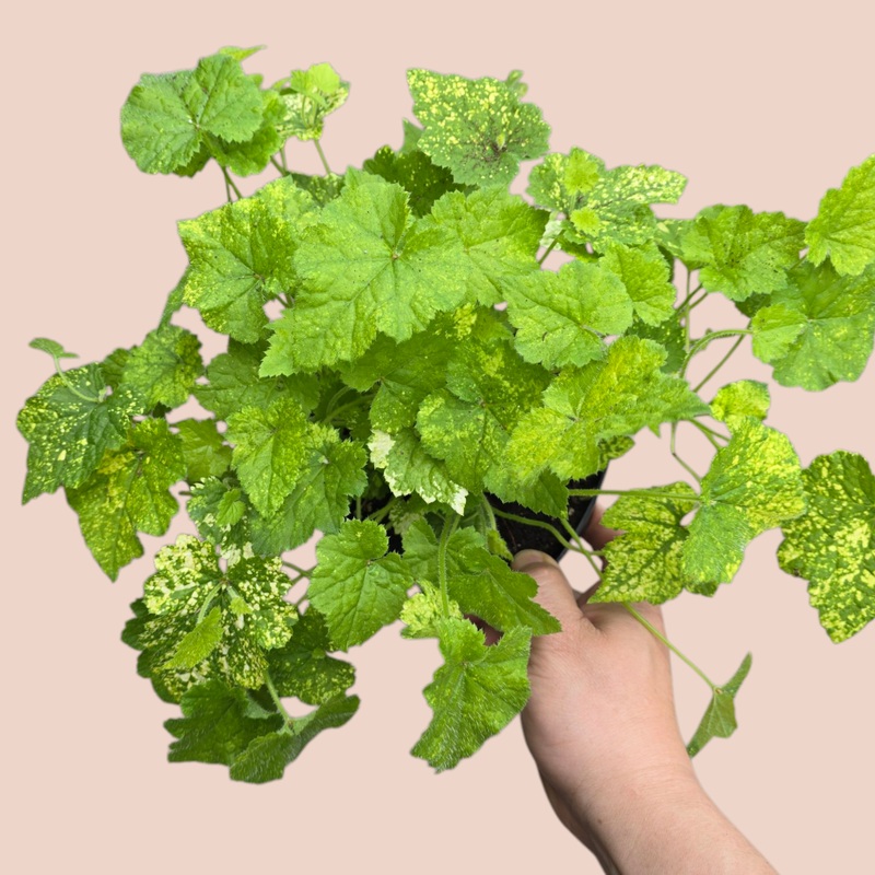 Tolmiea menziesii variegata – 6