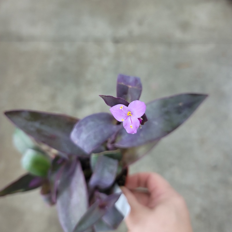 Tradescantia pallida – 4|OUTSIDE