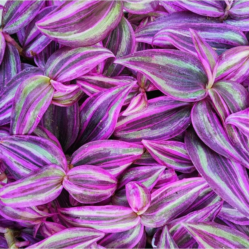 Tradescantia ‘Pink Paradise’ – 4