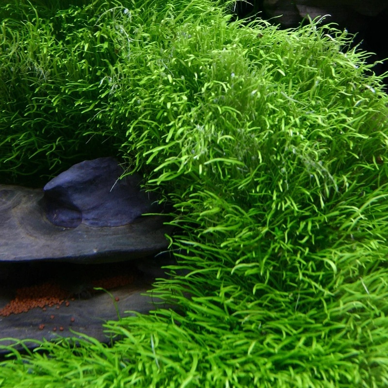 Utricularia graminifolia – ADA