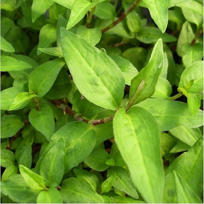 Vietnamese Coriander – 3.5|OS|OS