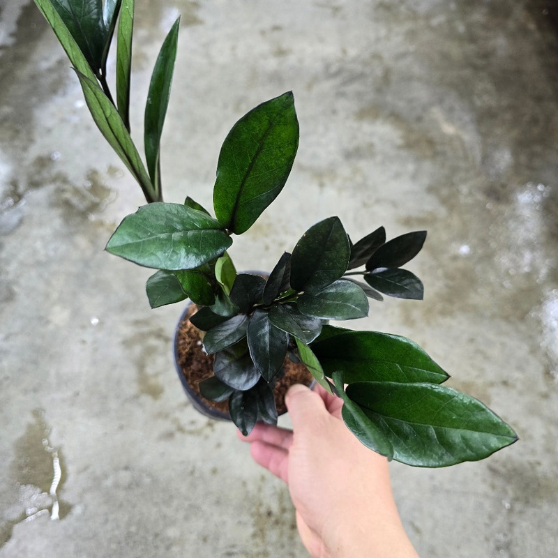 Zamioculcas zamiifolia ‘Super Nova’ – 5