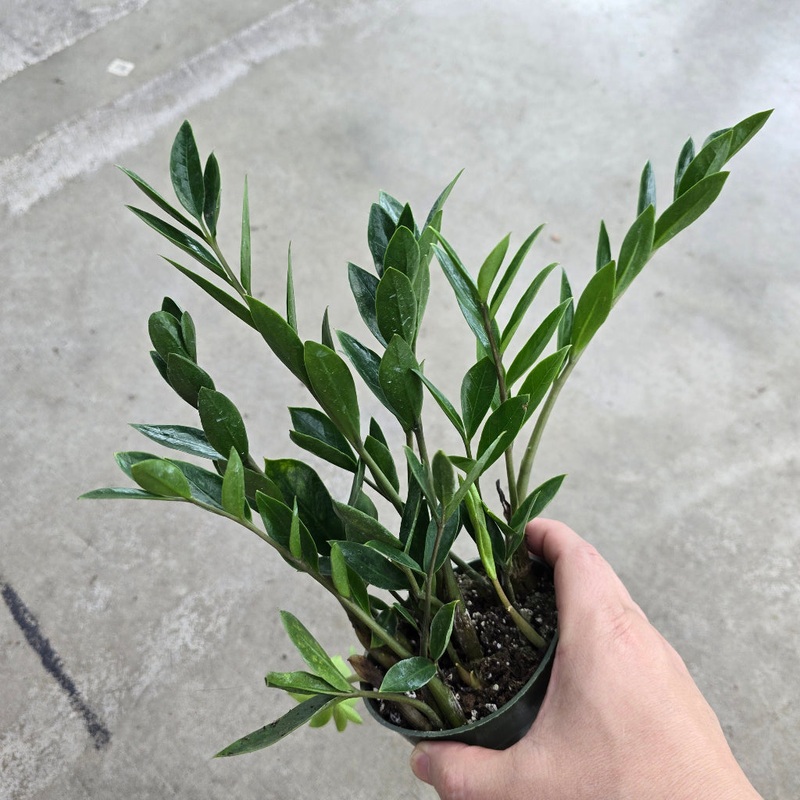 Zamioculcas zamiifolia ‘Zamicro’ – 4
