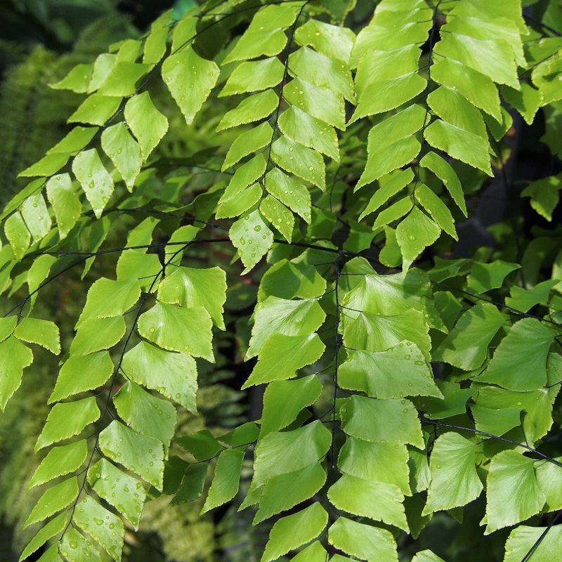 Adiantum peruvianum – 4|BR06C|BR06C