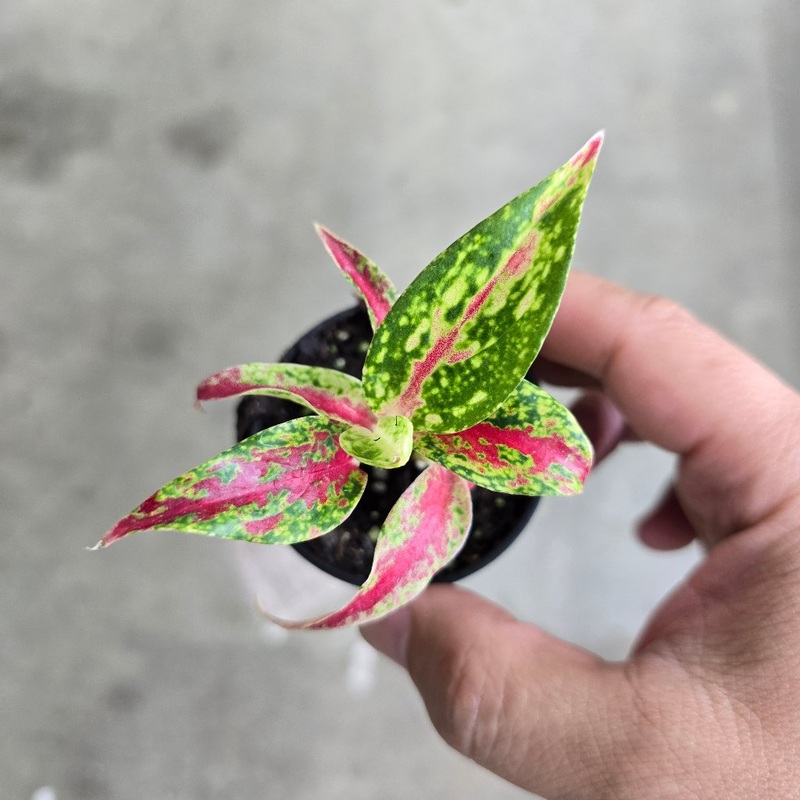Aglaonema ‘fireworks’ – 2|CL4E