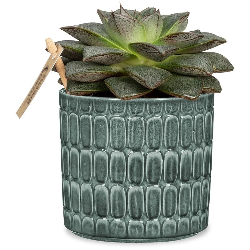 Alma Planter – 4.75