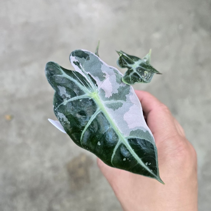 Alocasia amazonica variegated – 2