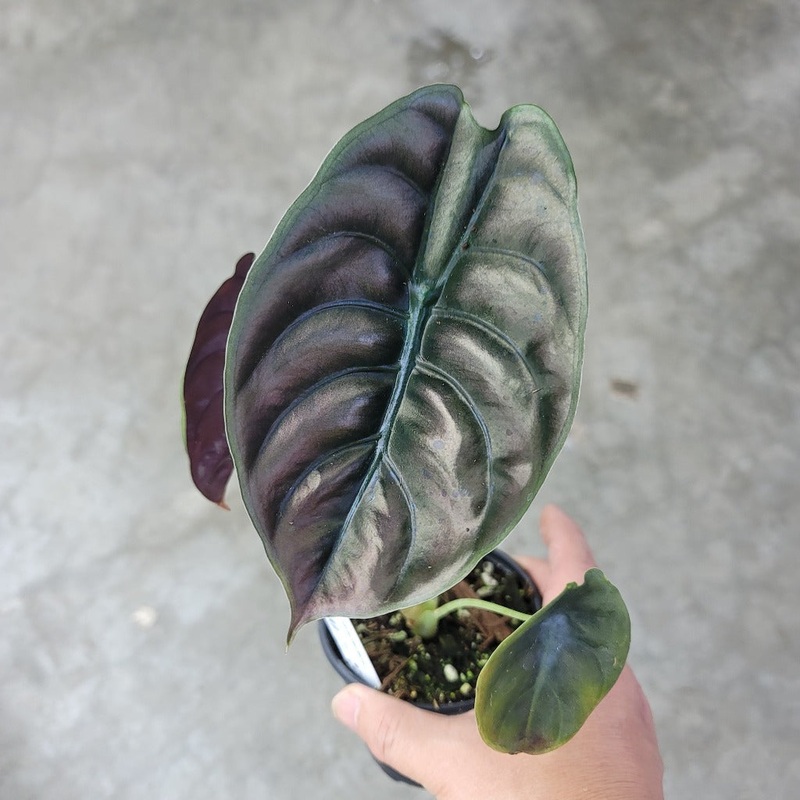 Alocasia cuprea red secret – 6