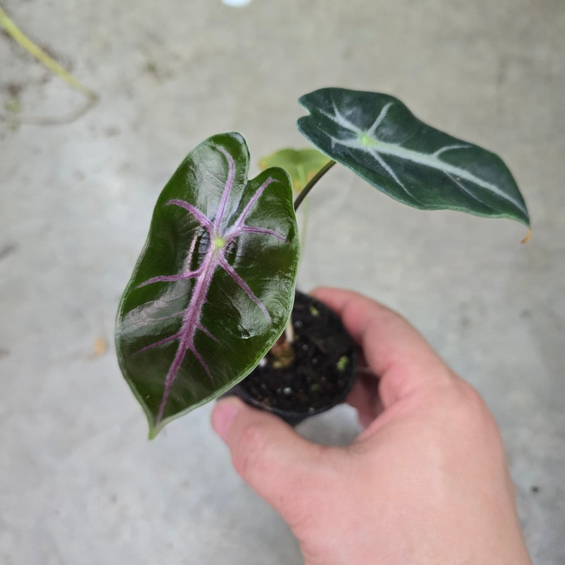 Alocasia longiloba ‘Suhirmaniana’ purple vein – 2