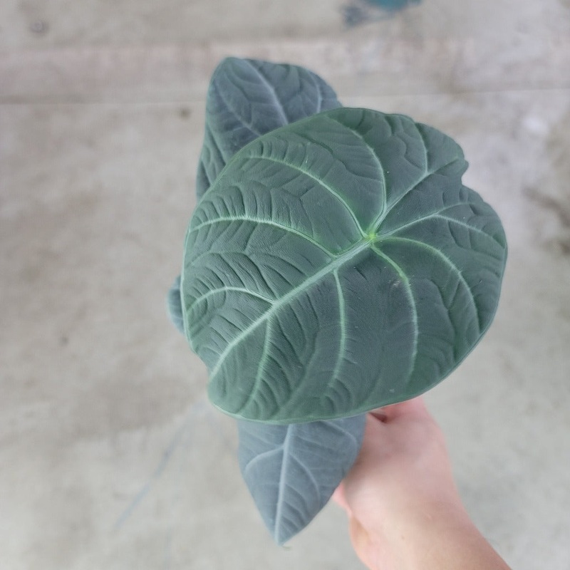 Alocasia ‘Maharani’ – 4|BR11C|BR11C