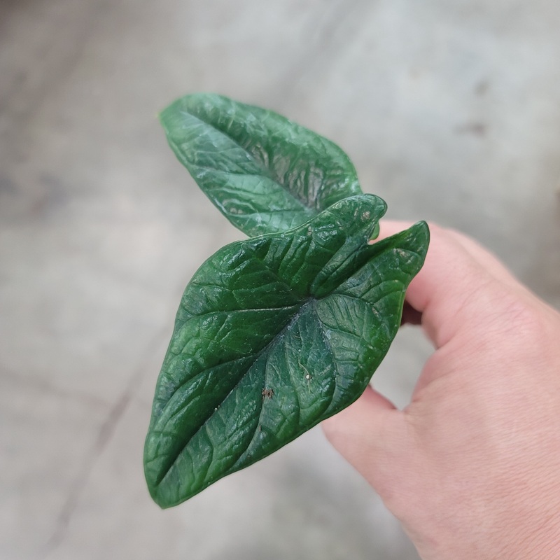 Alocasia scalprum – 2|CL4|CL4