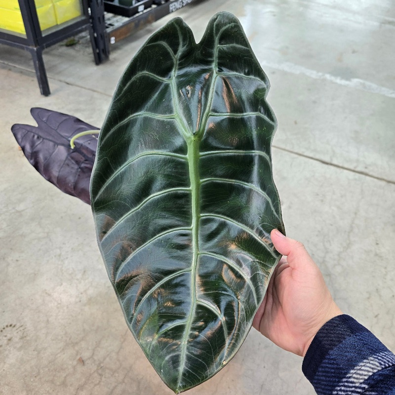 Alocasia watsoniana ‘White Vein’ – 2 gallon