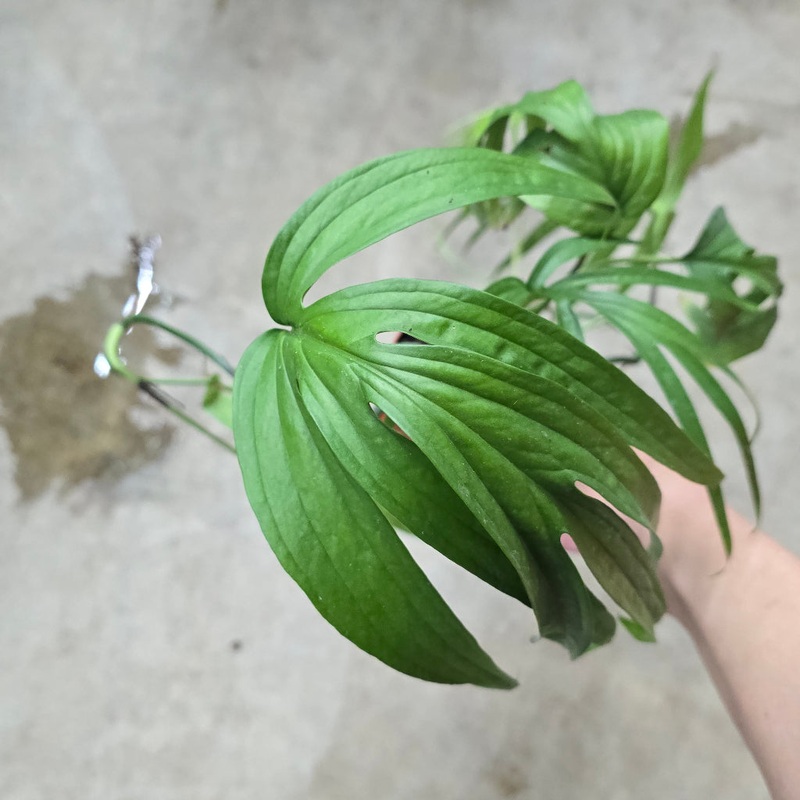 Amydrium zippelianum – 4|BR12B