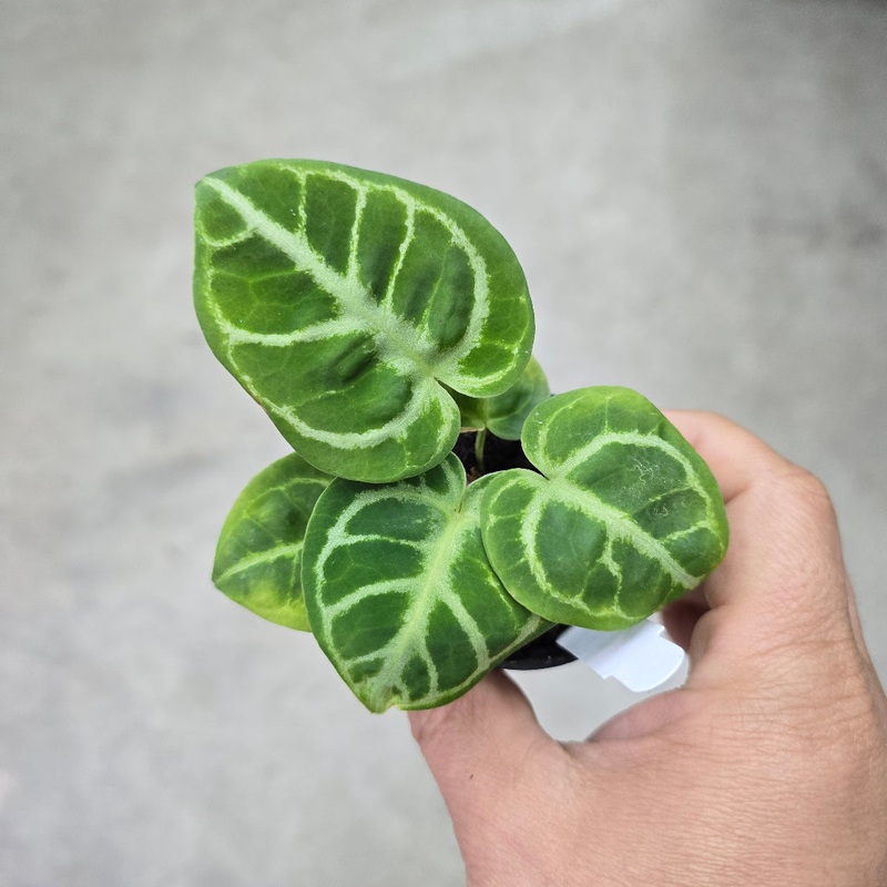 Anthurium dorayaki – 2|TBD|TBD