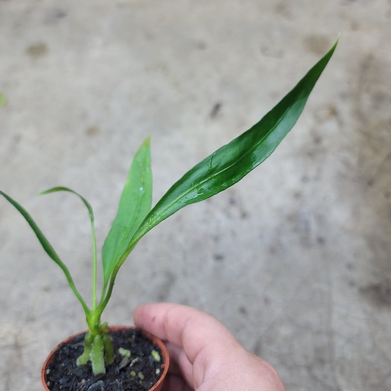 Anthurium vittariifolium – 2|CL4C