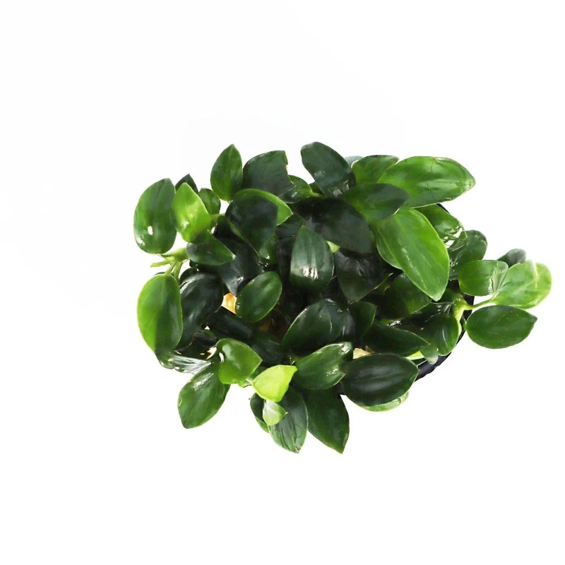 Anubias nana petite – 2