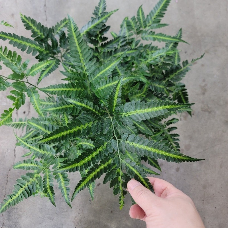 Arachniodes simplicior ‘Variegata’ – 4