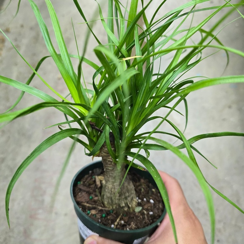 Beaucarnea recurvata –  stump 4