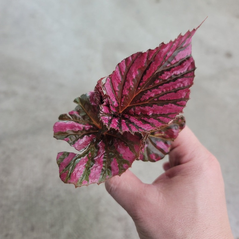 Begonia brevirimosa ‘Exotica’ – 2