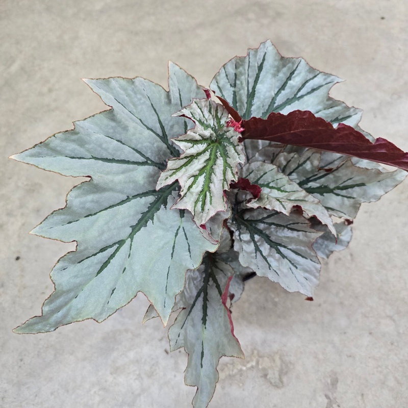 Begonia ‘Looking Glass’ – 6|BR16B