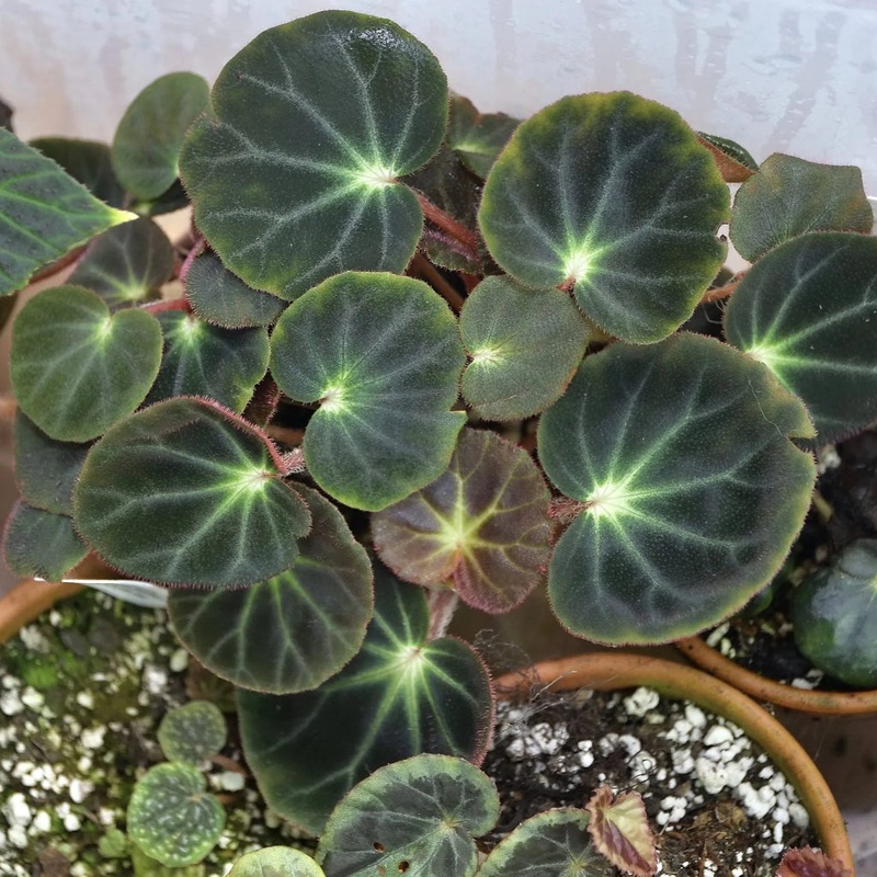 Begonia subacida – 6’|BR16D|BR16D