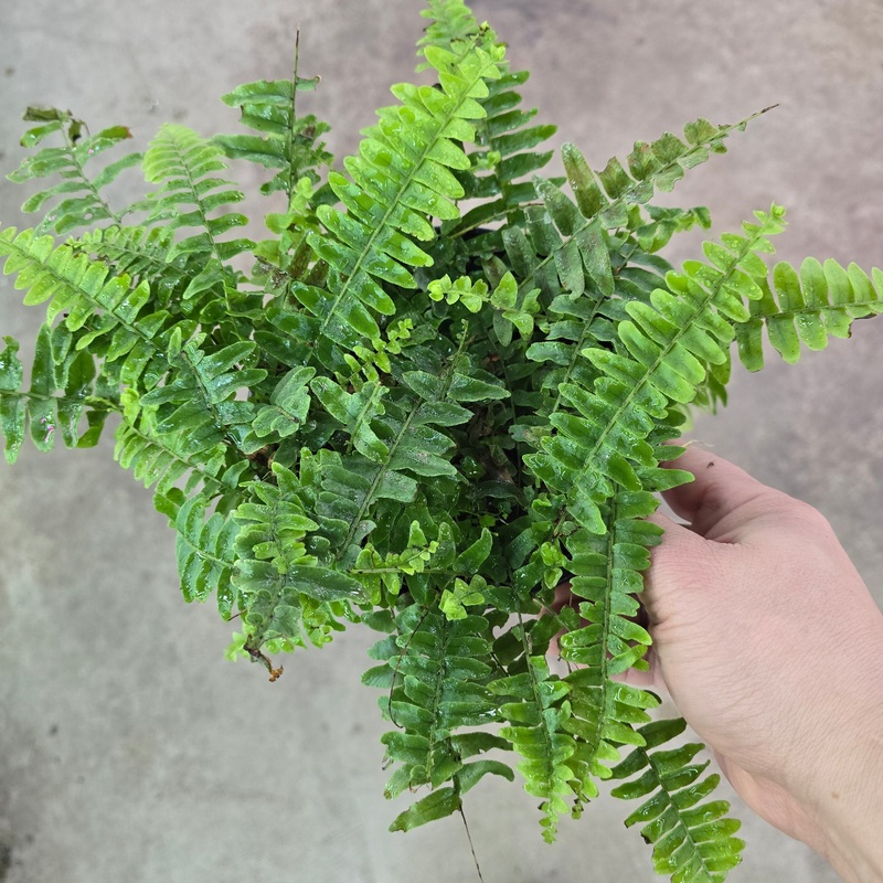 Boston Fern – 6|TBD|TBD