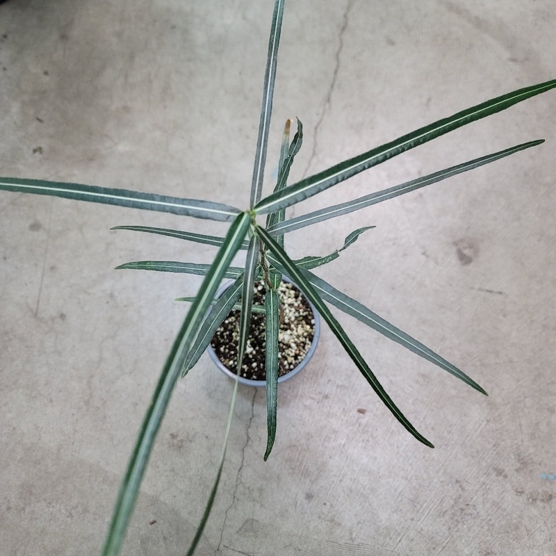 Brachychiton rupestris- 6|TBD|TBD