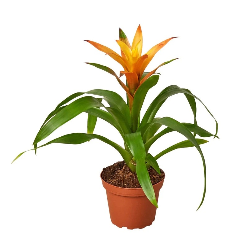Bromeliad Guzmania – Orange – 4