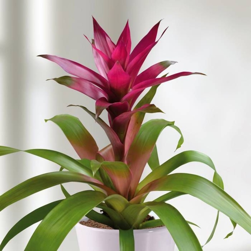 Bromeliad Guzmania – Purple – 4