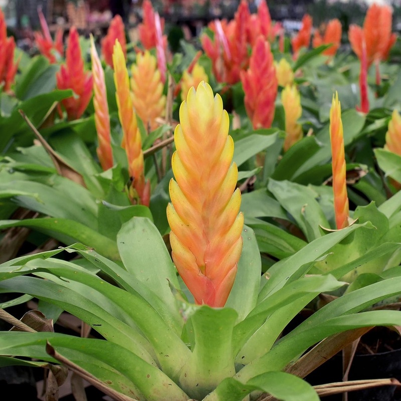 Bromeliad Vriesea  assorted – 4