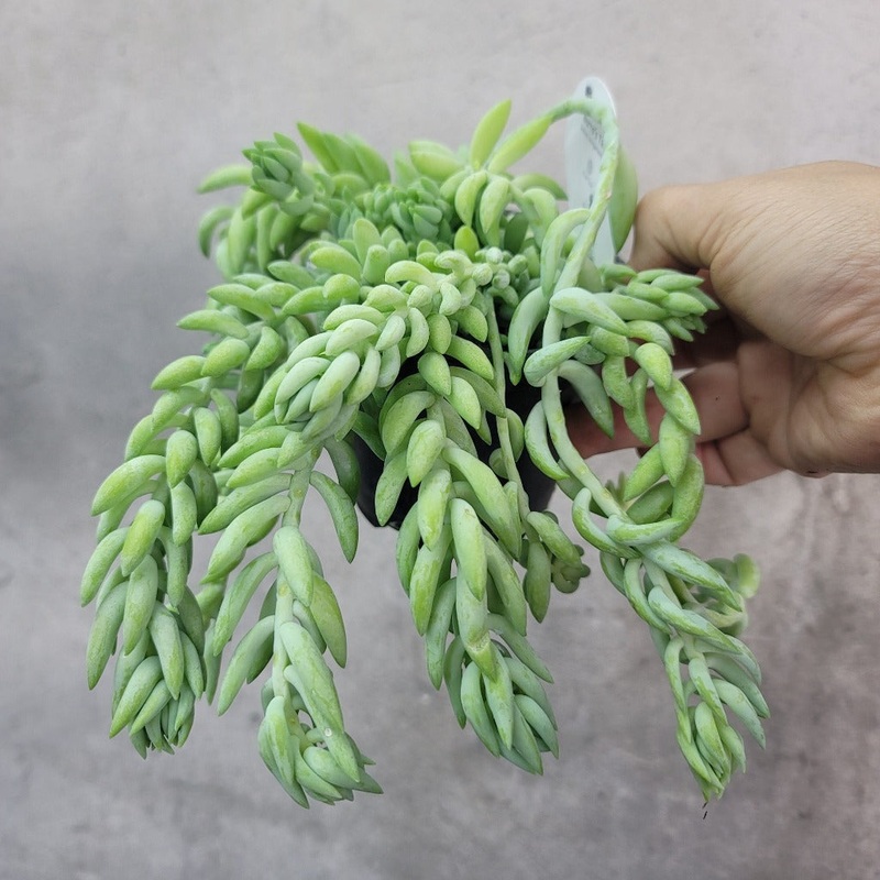 Burro’s tail – 4|R4CC|R4CC