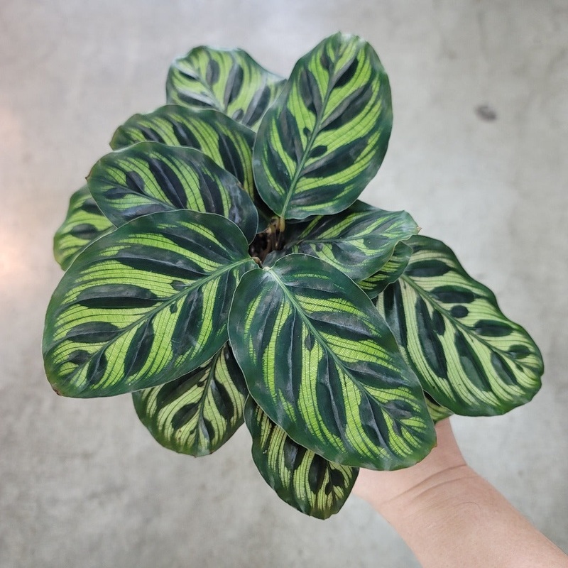Calathea makoyana – 12|BR04B|BR04B