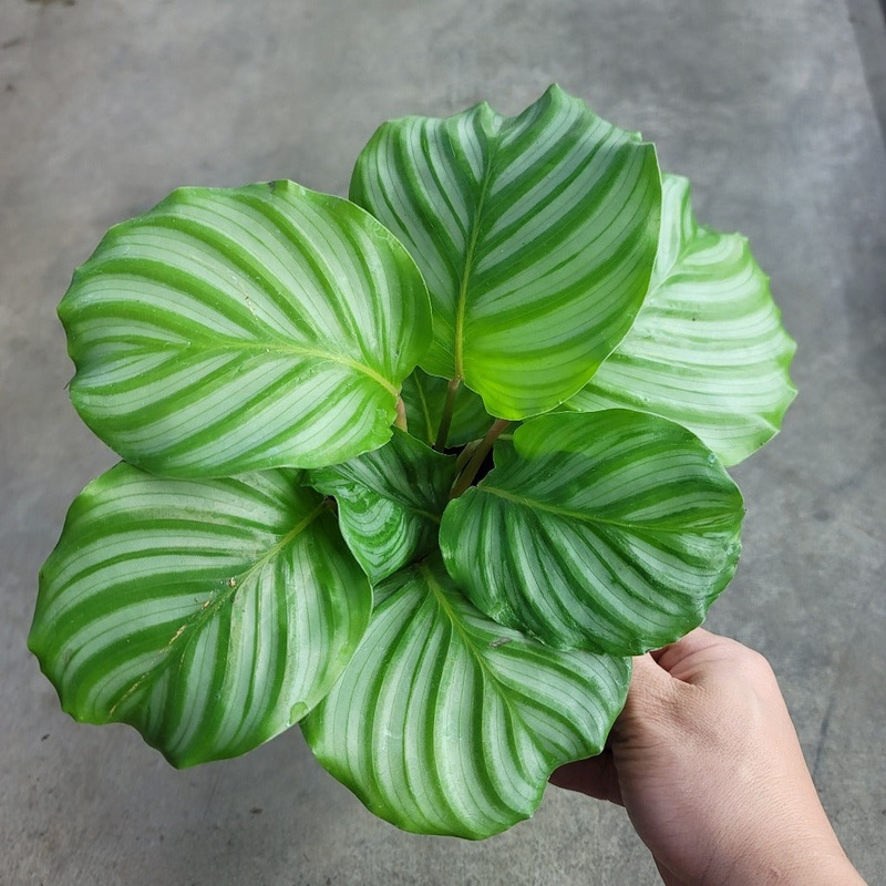 Calathea orbifolia – 6|BR05C|BR05C