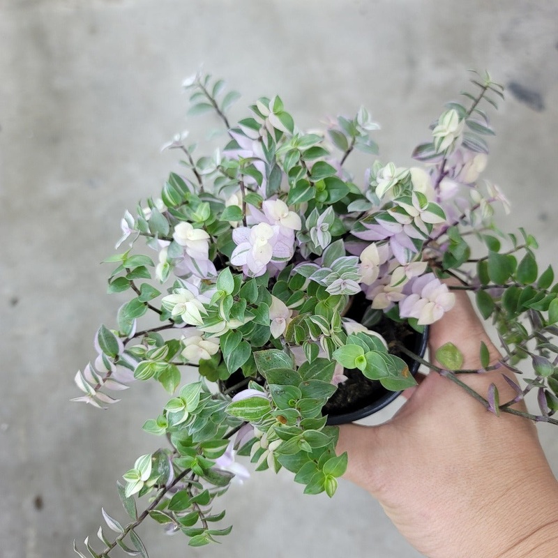 Callisia pink lady – 4|R4BB|R4BB