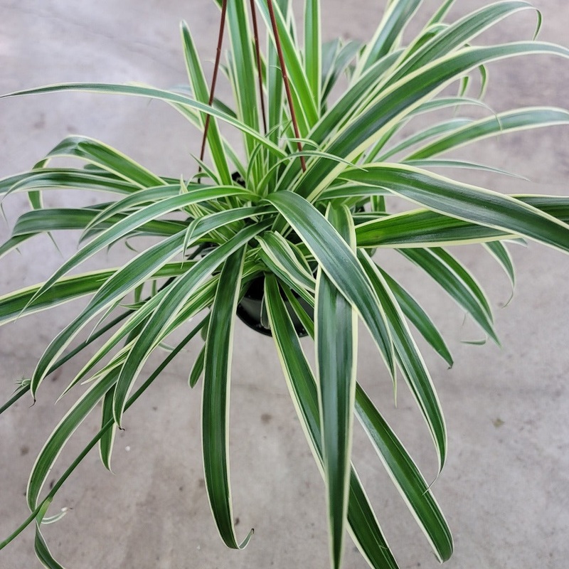 Chlorophytum comosum ‘Ocean’  – 4
